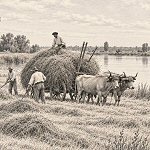 Fenaisons, prairies et pêche sur l’Adour